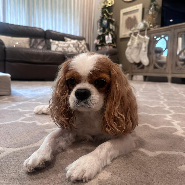Cayenne, a Cavalier King Charles Spaniel lying on the living room floor