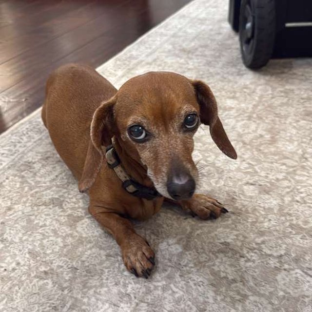 Daisy, a small dachshund lying on a rug