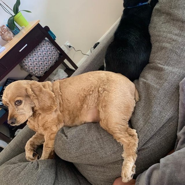 Lechoncito, a golden cocker spaniel puppy on the couch