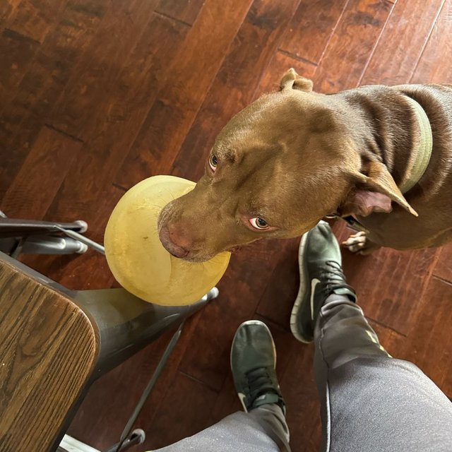 Thor, a chocolate-brown dog holding his favorite ball